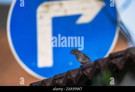 Una giovane donna, o gallina, passera domestica (passer domesticus) si trovava su un muro di fronte a un cartello blu a destra Foto Stock