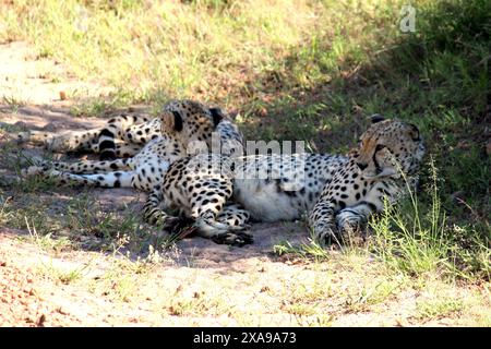 Foto in HD del leopardo africano foto da scaricare | Fotografia degli animali selvatici foto in HD della riserva nazionale di Maasai Mara | Fotografia dormiente del leopardo Foto Stock