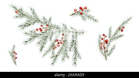 Set di acquerelli di rami di alberi di Natale e bacche rosse di ilex . Illustrazione di elementi naturali ad ago dipinto a mano su sfondo isolato Foto Stock