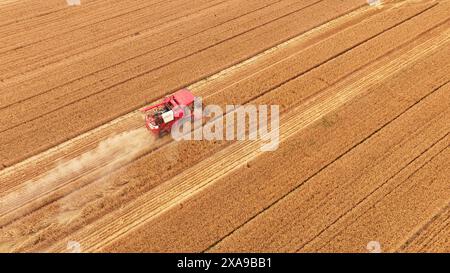 Jinan. 5 giugno 2024. Una foto aerea scattata il 5 giugno 2024 mostra un mietitore che raccoglie grano in un campo nella contea di Yuncheng di Heze City, nella provincia di Shandong nella Cina orientale. Crediti: Guo Xulei/Xinhua/Alamy Live News Foto Stock