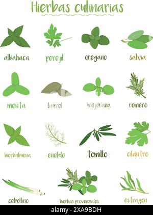 Set di 15 diverse erbe culinarie in stile cartone animato. Nomi spagnoli. Illustrazione Vettoriale