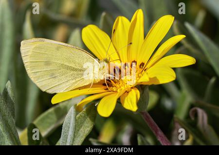 Piccola farfalla bianca (Pieris rapae) su fiore giallo di una Gazania, fiore del tesoro Foto Stock