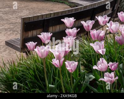 Tulip Mistress Mystic nel giardino orticolo con panca in legno dietro. Orticoltura Surrey Regno Unito Foto Stock