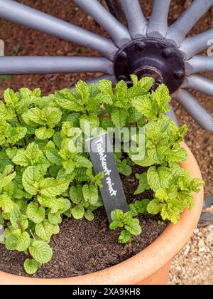 Mint Tashkent Mentha spicata var. Crispa Tashkent. Fogliame verde ruvido, resistente e perenne, commestibile, aromatico e ruvido. Lilla/fiori viola Foto Stock