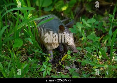 Armadillo nell'erba Foto Stock