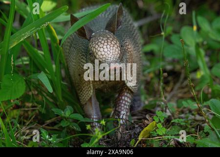 Armadillo nell'erba Foto Stock