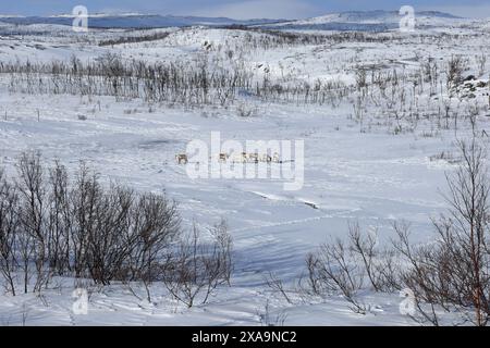 Tre cani che giocano nella foresta innevata raddrizzandosi tra alberi e cespugli Foto Stock