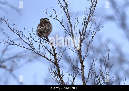 Un piccolo gufo arroccato su un ramo d'albero invernale Foto Stock