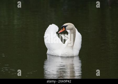 Mute Swan (Cygnus olor) sul fiume Tweed a Kelso, nei confini scozzesi, Scozia, Regno Unito Foto Stock