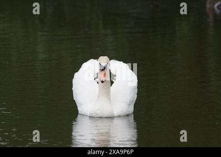 Mute Swan (Cygnus olor) sul fiume Tweed a Kelso, nei confini scozzesi, Scozia, Regno Unito Foto Stock