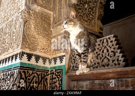 Un primo piano di un gatto seduto da una piastrella decorativa a Fez, in Marocco Foto Stock