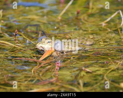 Una rana appollaiata su acqua ricoperta di alghe accanto all'erba Foto Stock