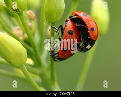 Una piccola coccinella rossa arroccata su una foglia verde Foto Stock