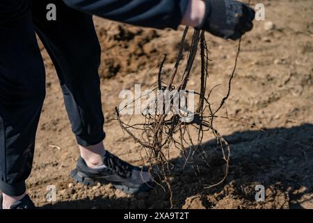 Un uomo che usa una pala per scavare nel terreno Foto Stock