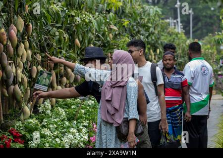 Dacca, Bangladesh. 5 giugno 2024. I visitatori hanno visto osservare i frutti di mango durante la fiera nazionale degli alberi del Bangladesh, che dura un mese, a Sher-e-Bangla Nagar. Ha dato il via una fiera degli alberi lunga un mese, intitolata "Fiera nazionale degli alberi". (Credit Image: © Sazzad Hossain/SOPA Images via ZUMA Press Wire) SOLO PER USO EDITORIALE! Non per USO commerciale! Foto Stock