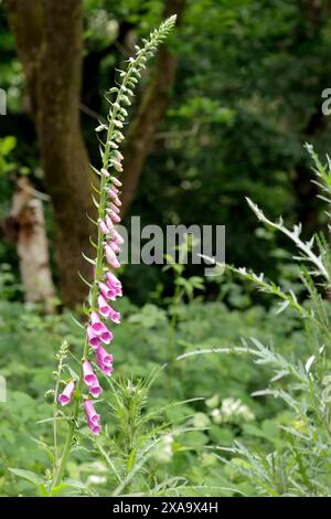 foxglove pianta fiorita digitalis purpurea, punte alte di fiori tubulari rosa o viola generalmente su un lato del gambo formato ritratto boschivo Foto Stock