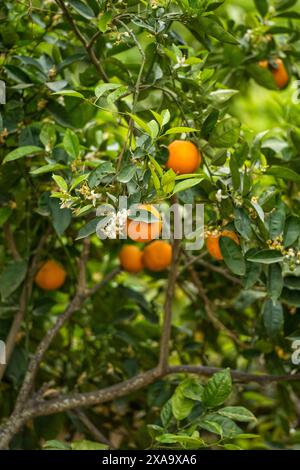 Arance appese su un albero con foglie verdi vibranti Foto Stock