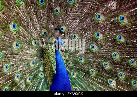 Pavone (Pavo) Foto Stock