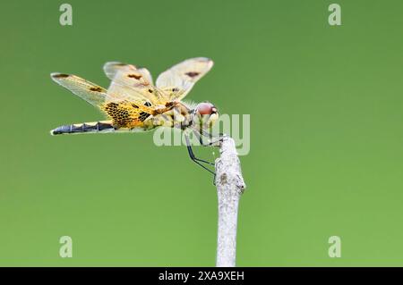 Una libellula dalle ali nere e gialle appollaiata su un ramo Foto Stock