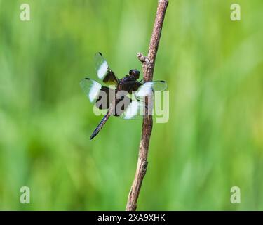 Una libellula appollaiata su un ramo Foto Stock