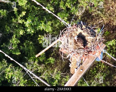 Un uccello poggia nel suo nido su un palo Foto Stock