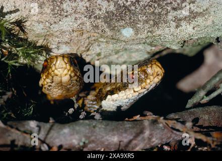 Adder (Vipera berus) due serpenti femminili che sbirciano da sotto la roccia, Lammermuir Hills, Berwickshire, agosto 1997 Foto Stock