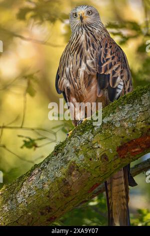 Un falco siede su un ramo di albero muschio Foto Stock