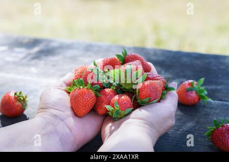 una donna tiene fresche fragole illuminate dal sole su un tavolo di legno in un campo nelle sue mani Foto Stock