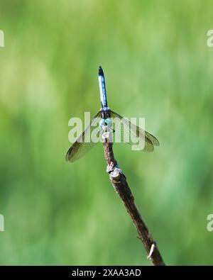 Una libellula arancione appoggiata su un ramo d'albero Foto Stock