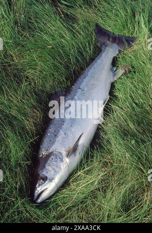 Esemplare di salmone dell'Atlantico (Salmo salar) catturato e sbarcato in una tradizionale stazione di pesca con reti di intercettazione sul tratto inferiore del fiume Tweed Foto Stock