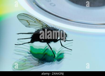 Bluebottle (Calliphora vomitoria) in home set domestico con disco Fly on CD, Berwickshire, Scozia, maggio 2001 Foto Stock