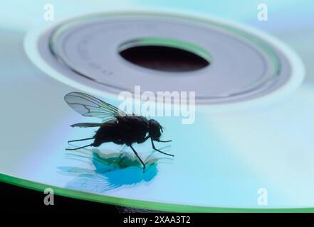 Bluebottle (Calliphora vomitoria) in home set domestico con disco Fly on CD, Berwickshire, Scozia, maggio 2001 Foto Stock