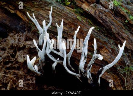 Candle Snuff / Stag's Horn fungi (Xylaria hypoxylon) on dead olm log, Berwickshire, Scozia, marzo 2004 Foto Stock