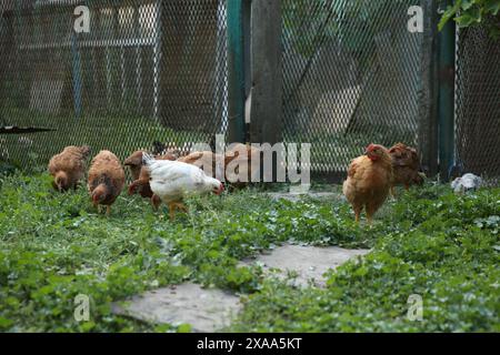 Molte bellissime polli domestici in fattoria all'aperto Foto Stock
