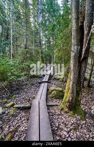 Una passerella di legno circondata da vegetazione lussureggiante e alberi in una foresta Foto Stock