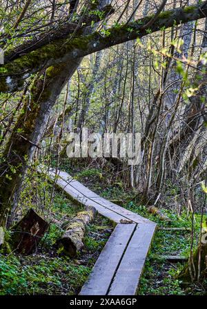 Un sentiero in legno circondato da alberi in una foresta coperta di muschio Foto Stock