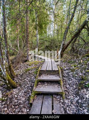 Un antico sentiero in legno che si snoda attraverso una fitta foresta con una piccola scalinata in primo piano Foto Stock