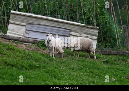 Le pecore che pascolano sulle colline erbose vicino a alberi e strutture Foto Stock