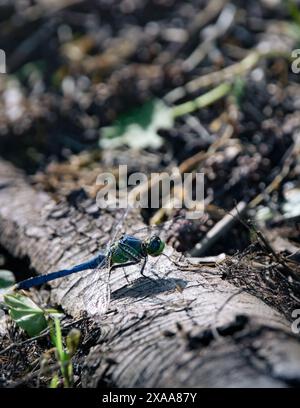 Una libellula appollaiata da alberi morti a terra Foto Stock