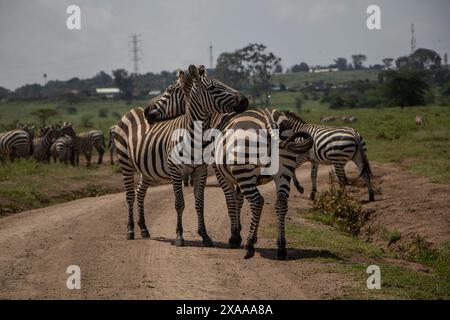 Nakuru, Kenya. 5 giugno 2024. Le zebre sono visibili al Parco Nazionale del Lago Nakuru. Secondo il Tourism Institute del Kenya, i guadagni del paese dal turismo sono aumentati del 32%, raggiungendo i 352,5 miliardi di scellini (2,7 miliardi di dollari) lo scorso anno. Il turismo è la terza più grande fonte di reddito straniero del Kenya. (Foto di James Wakibia/SOPA Images/Sipa USA) credito: SIPA USA/Alamy Live News Foto Stock