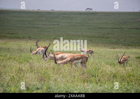 Nakuru, Kenya. 5 giugno 2024. Le antilopi sono viste pascolare nel Parco Nazionale del Lago Nakuru. Secondo il Tourism Institute del Kenya, i guadagni del paese dal turismo sono aumentati del 32%, raggiungendo i 352,5 miliardi di scellini (2,7 miliardi di dollari) lo scorso anno. Il turismo è la terza più grande fonte di reddito straniero del Kenya. (Foto di James Wakibia/SOPA Images/Sipa USA) credito: SIPA USA/Alamy Live News Foto Stock