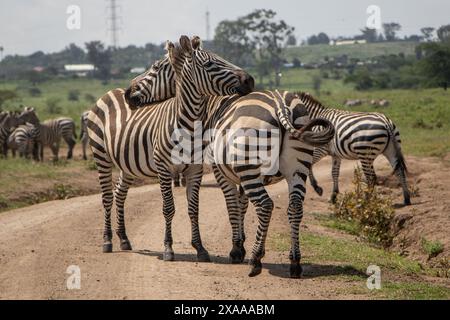 Nakuru, Kenya. 5 giugno 2024. Le zebre sono visibili al Parco Nazionale del Lago Nakuru. Secondo il Tourism Institute del Kenya, i guadagni del paese dal turismo sono aumentati del 32%, raggiungendo i 352,5 miliardi di scellini (2,7 miliardi di dollari) lo scorso anno. Il turismo è la terza più grande fonte di reddito straniero del Kenya. (Foto di James Wakibia/SOPA Images/Sipa USA) credito: SIPA USA/Alamy Live News Foto Stock