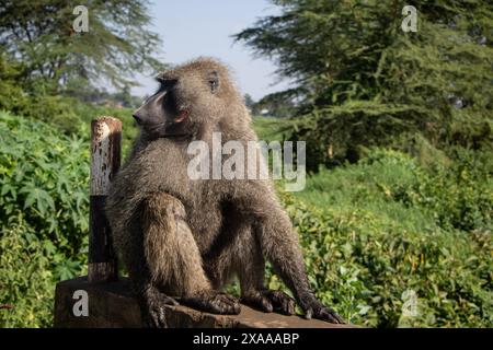 Nakuru, Kenya. 5 giugno 2024. Un babbuino ferito visto al Parco Nazionale del Lago Nakuru. Secondo il Tourism Institute del Kenya, i guadagni del paese dal turismo sono aumentati del 32%, raggiungendo i 352,5 miliardi di scellini (2,7 miliardi di dollari) lo scorso anno. Il turismo è la terza più grande fonte di reddito straniero del Kenya. (Foto di James Wakibia/SOPA Images/Sipa USA) credito: SIPA USA/Alamy Live News Foto Stock