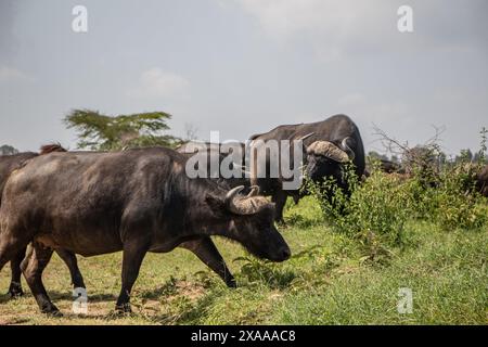 Nakuru, Kenya. 5 giugno 2024. I bufali sono visibili al Parco Nazionale del Lago Nakuru. Secondo il Tourism Institute del Kenya, i guadagni del paese dal turismo sono aumentati del 32%, raggiungendo i 352,5 miliardi di scellini (2,7 miliardi di dollari) lo scorso anno. Il turismo è la terza più grande fonte di reddito straniero del Kenya. (Foto di James Wakibia/SOPA Images/Sipa USA) credito: SIPA USA/Alamy Live News Foto Stock