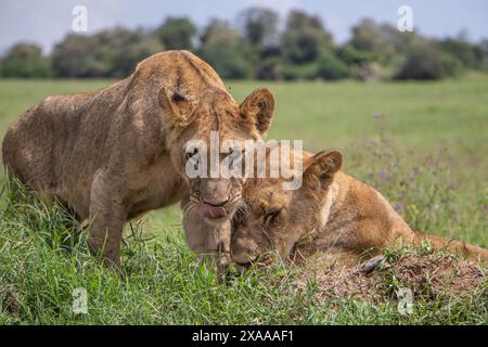 Nakuru, Kenya. 5 giugno 2024. I leoni sono visti nel Parco Nazionale del Lago Nakuru. Secondo il Tourism Institute del Kenya, i guadagni del paese dal turismo sono aumentati del 32%, raggiungendo i 352,5 miliardi di scellini (2,7 miliardi di dollari) lo scorso anno. Il turismo è la terza più grande fonte di reddito straniero del Kenya. (Foto di James Wakibia/SOPA Images/Sipa USA) credito: SIPA USA/Alamy Live News Foto Stock