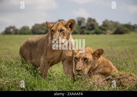 Nakuru, Kenya. 5 giugno 2024. I leoni sono visti nel Parco Nazionale del Lago Nakuru. Secondo il Tourism Institute del Kenya, i guadagni del paese dal turismo sono aumentati del 32%, raggiungendo i 352,5 miliardi di scellini (2,7 miliardi di dollari) lo scorso anno. Il turismo è la terza più grande fonte di reddito straniero del Kenya. (Foto di James Wakibia/SOPA Images/Sipa USA) credito: SIPA USA/Alamy Live News Foto Stock