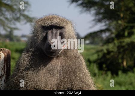 Nakuru, Kenya. 5 giugno 2024. Un babbuino ferito visto al Parco Nazionale del Lago Nakuru. Secondo il Tourism Institute del Kenya, i guadagni del paese dal turismo sono aumentati del 32%, raggiungendo i 352,5 miliardi di scellini (2,7 miliardi di dollari) lo scorso anno. Il turismo è la terza più grande fonte di reddito straniero del Kenya. (Foto di James Wakibia/SOPA Images/Sipa USA) credito: SIPA USA/Alamy Live News Foto Stock