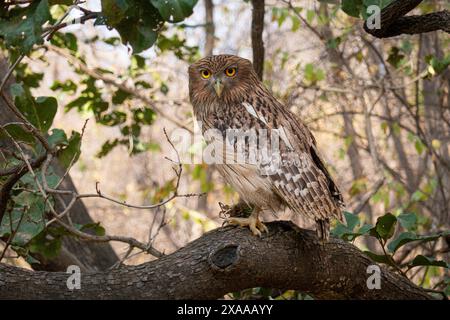 Un gufo che mangia granchi e mangia granchi vivi appena pescati nel parco nazionale di Ranthambore, in India Foto Stock