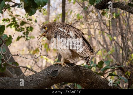 Un gufo che mangia granchi e mangia granchi vivi appena pescati nel parco nazionale di Ranthambore, in India Foto Stock