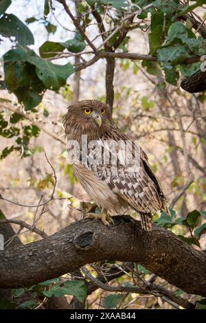 Un gufo che mangia granchi e mangia granchi vivi appena pescati nel parco nazionale di Ranthambore, in India Foto Stock